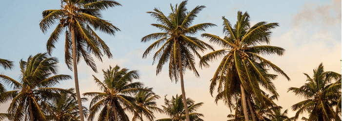 A group of tall, leafy palm trees silhouetted against a soft, pale blue and golden-hued sky.