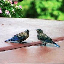 Two birds are sitting next to each other on a wooden table.