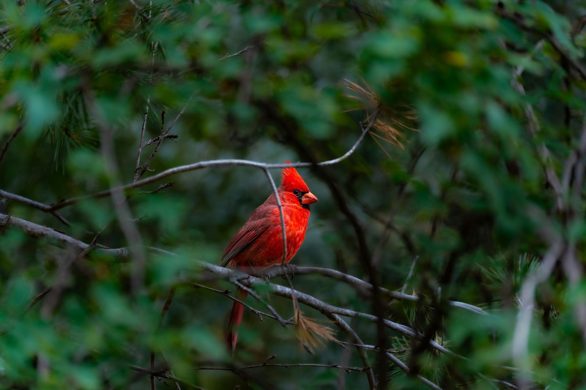 a redbird on a tree limb