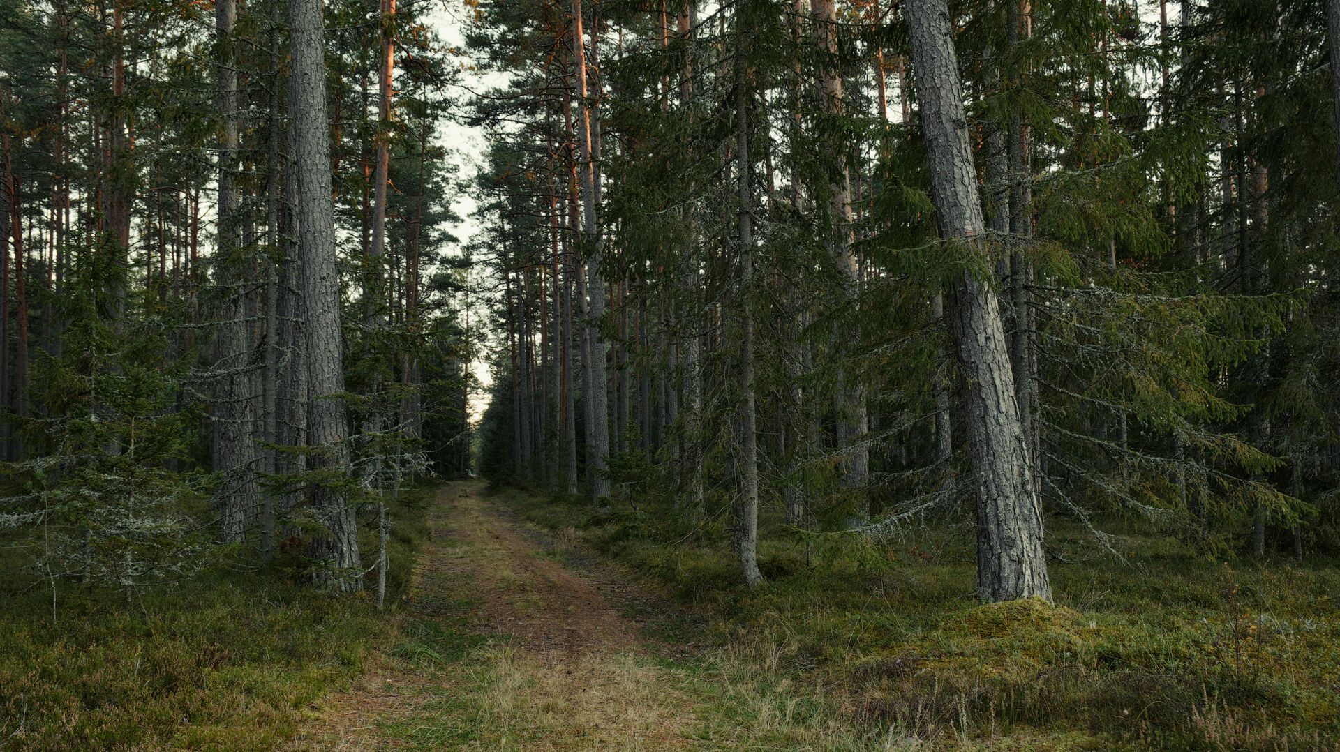 A path in the middle of a forest surrounded by trees.