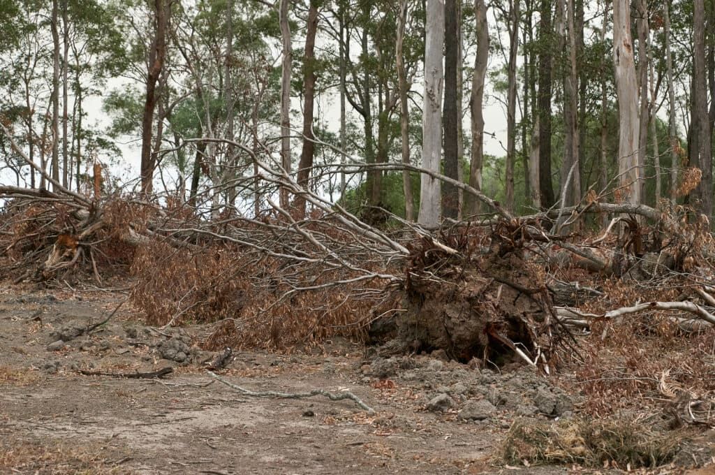 A Pile of Fallen Trees in the Middle of a Forest — AM & JD Contracting In Muswellbrook, NSW