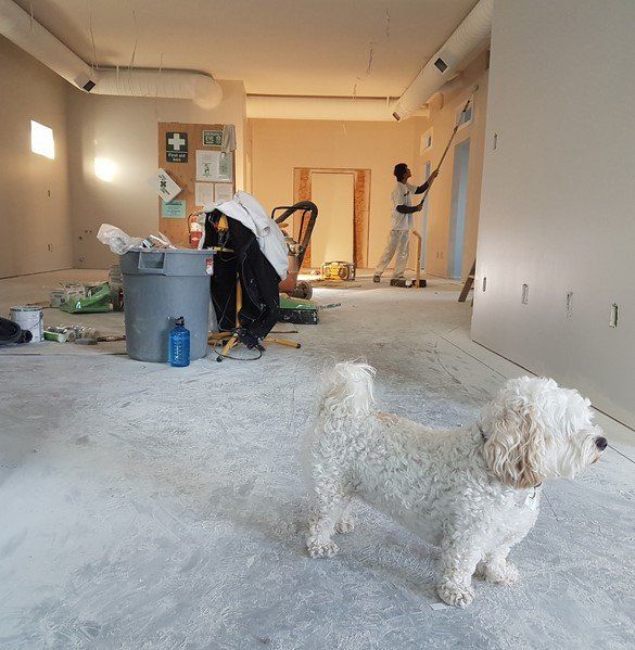 Dog inside home that's being remodeled