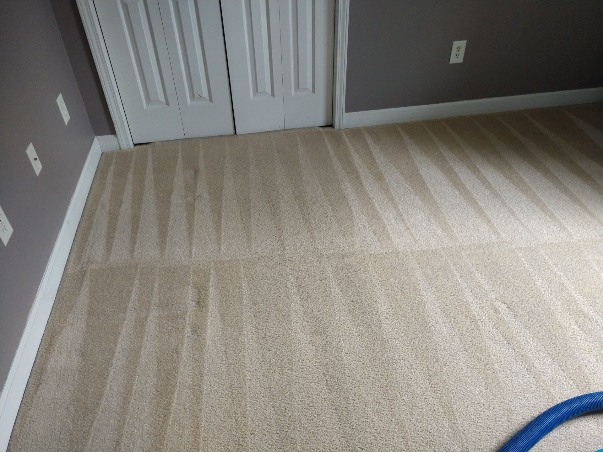 Cleaned carpet in a room with white trim and doors, light-colored walls, showing cleaning patterns.