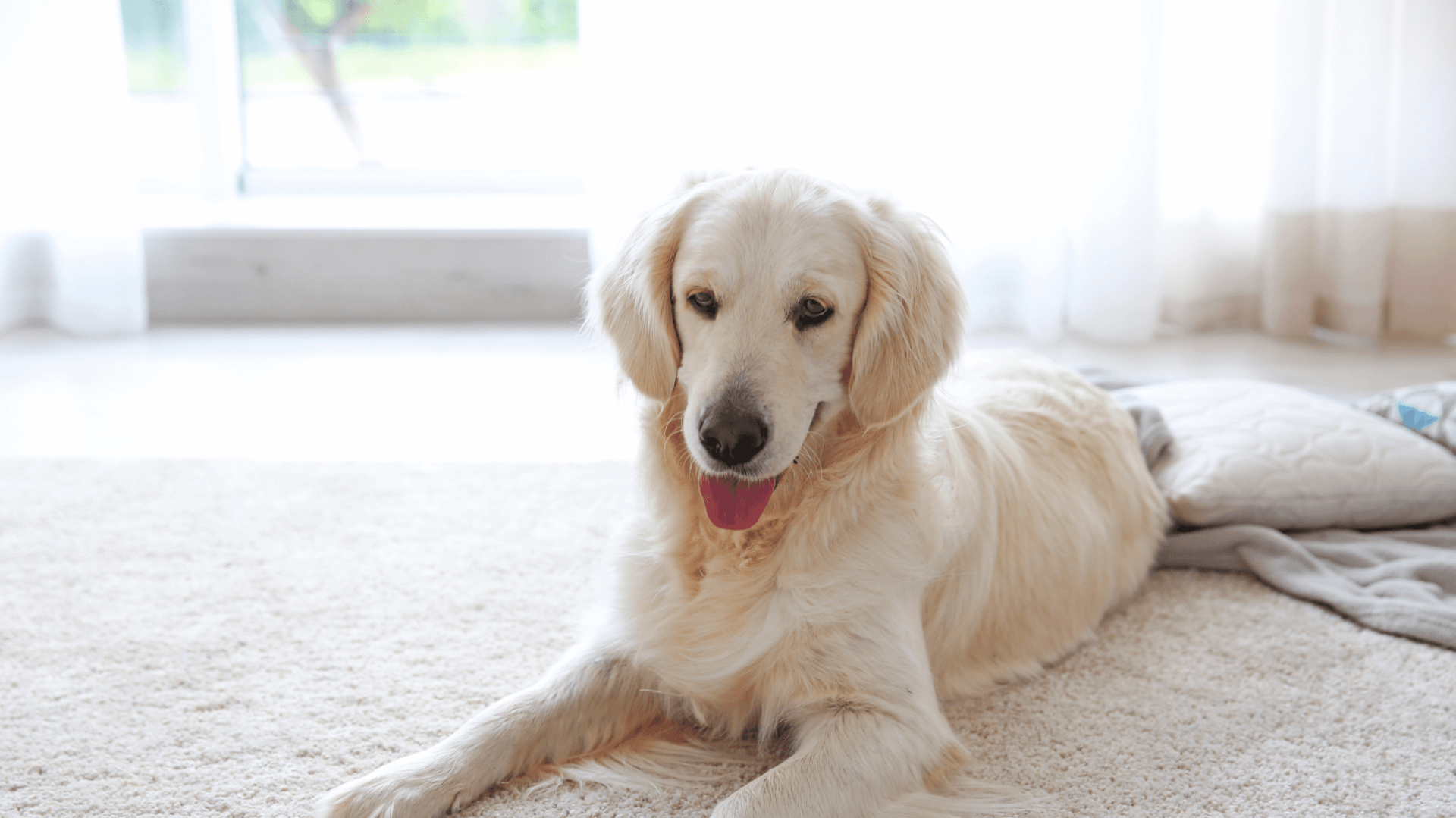 Remove Pet Stains and Hair From Your Carpet