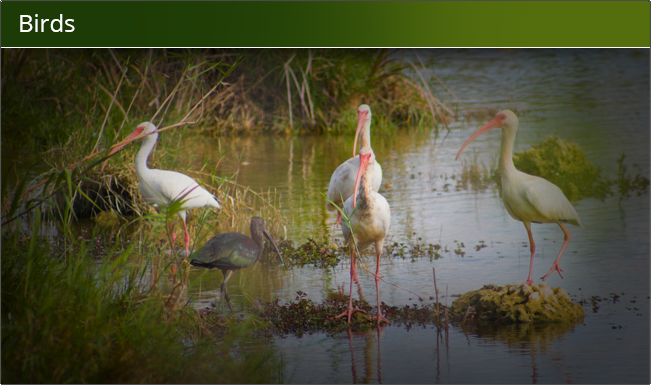 Birds in the marsh waters