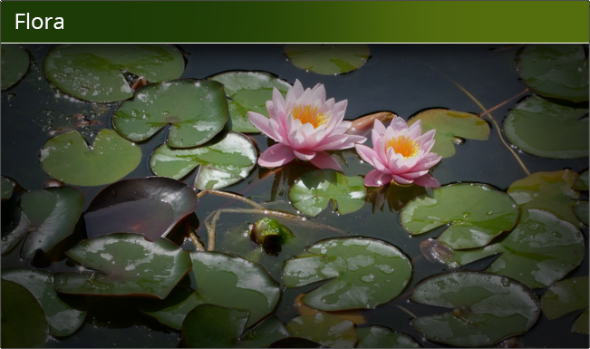 lily pads in the water