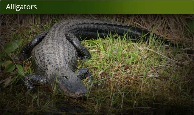 alligator in grass