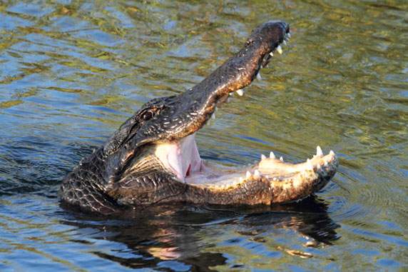 Gator in the water with mouth open wide