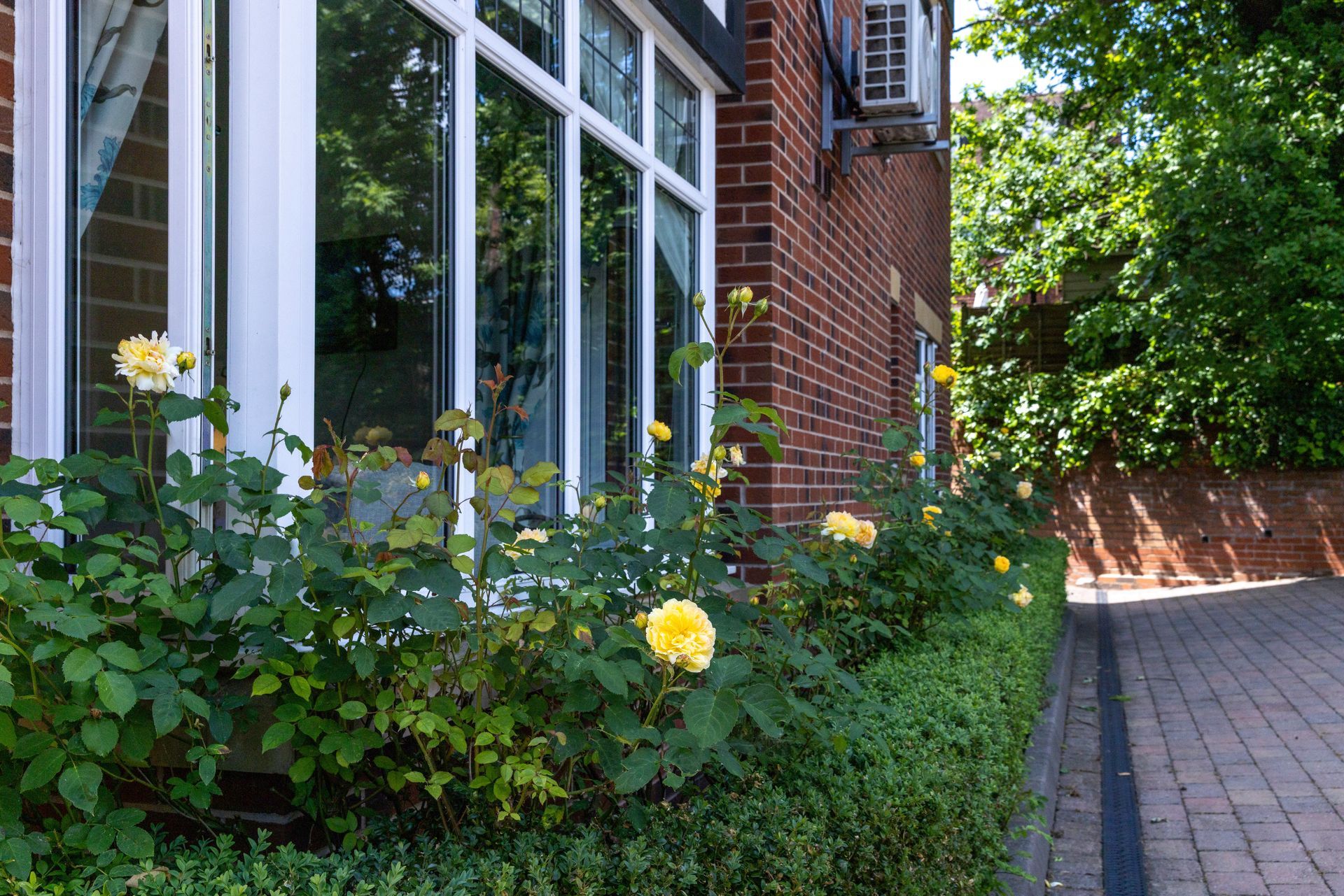 Yellow roses blooming in a garden bed next to a brick building with white-framed windows.