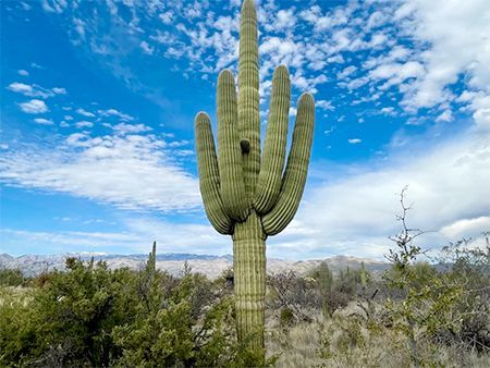a large saguaro cactus is standing in the middle of a desert .