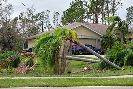 A palm tree is fallen in front of a house.