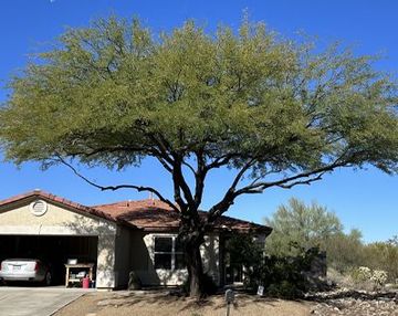 a house with a garage and a tree in front of it .