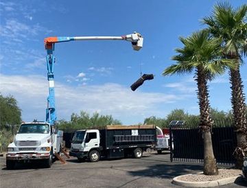 A truck with a crane on top of it is parked next to a palm tree.