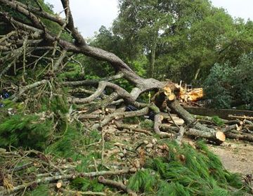 A pile of fallen trees in a forest with a bulldozer in the background.