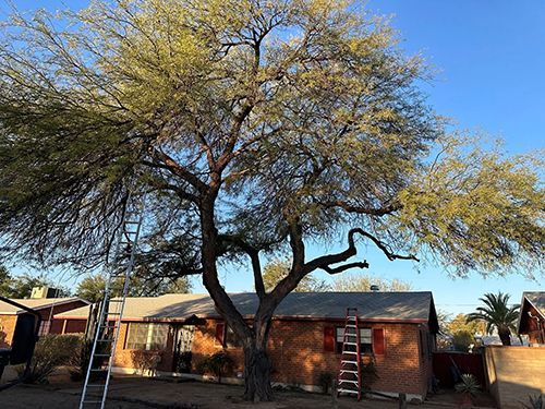 a ladder is sitting under a tree in front of a house .