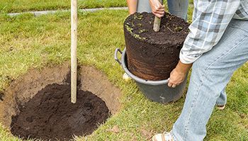 a person is planting a tree in a hole in the ground .