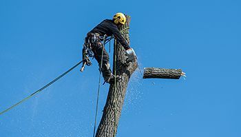 a man is cutting a tree with a chainsaw .