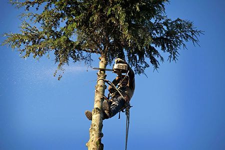 A person uses a chainsaw to trim a tree, secured by ropes and a harness, against a blue sky.