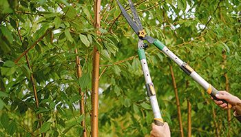 a person is cutting a tree with a pair of scissors .