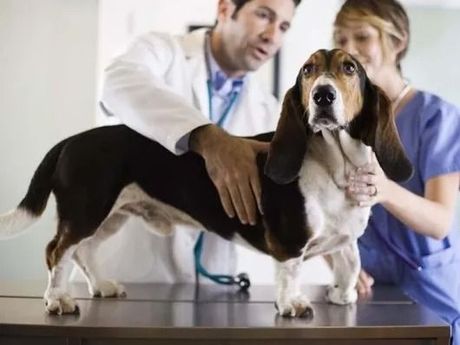 Un veterinario esamina un cane tricolore su un tavolo, con il suo conduttore sullo sfondo.