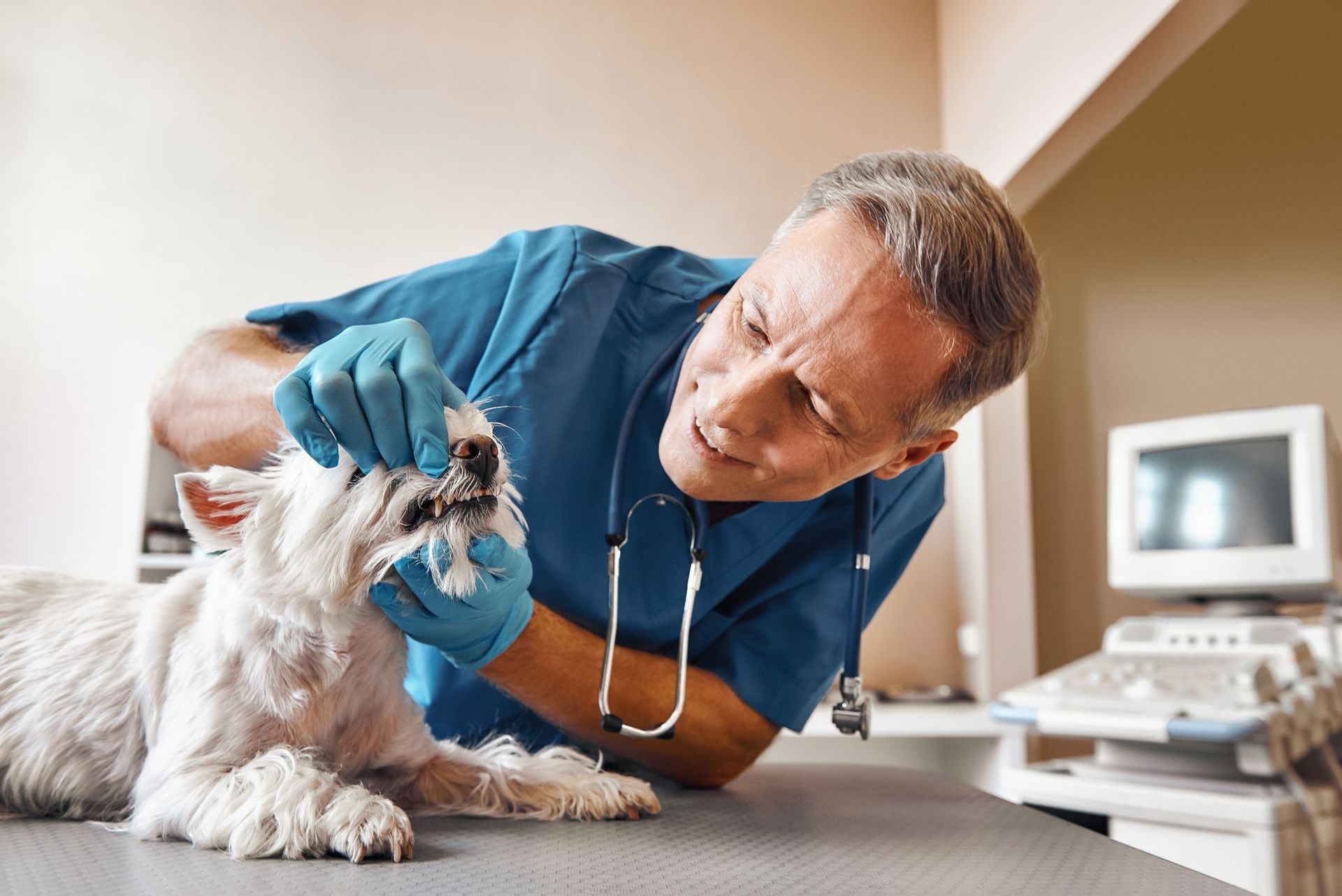 Veterinarian examining a white dog's teeth in an exam room.