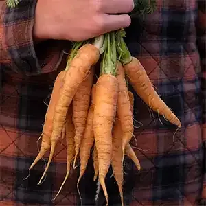Seasonal organic fruit and vegetables at the Ballarat Wholefoods Collective