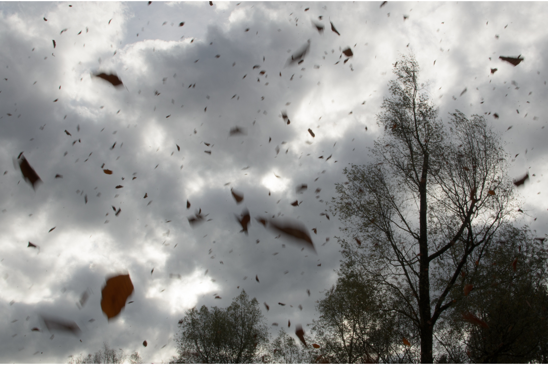 A tree is silhouetted against a cloudy sky with leaves falling from it