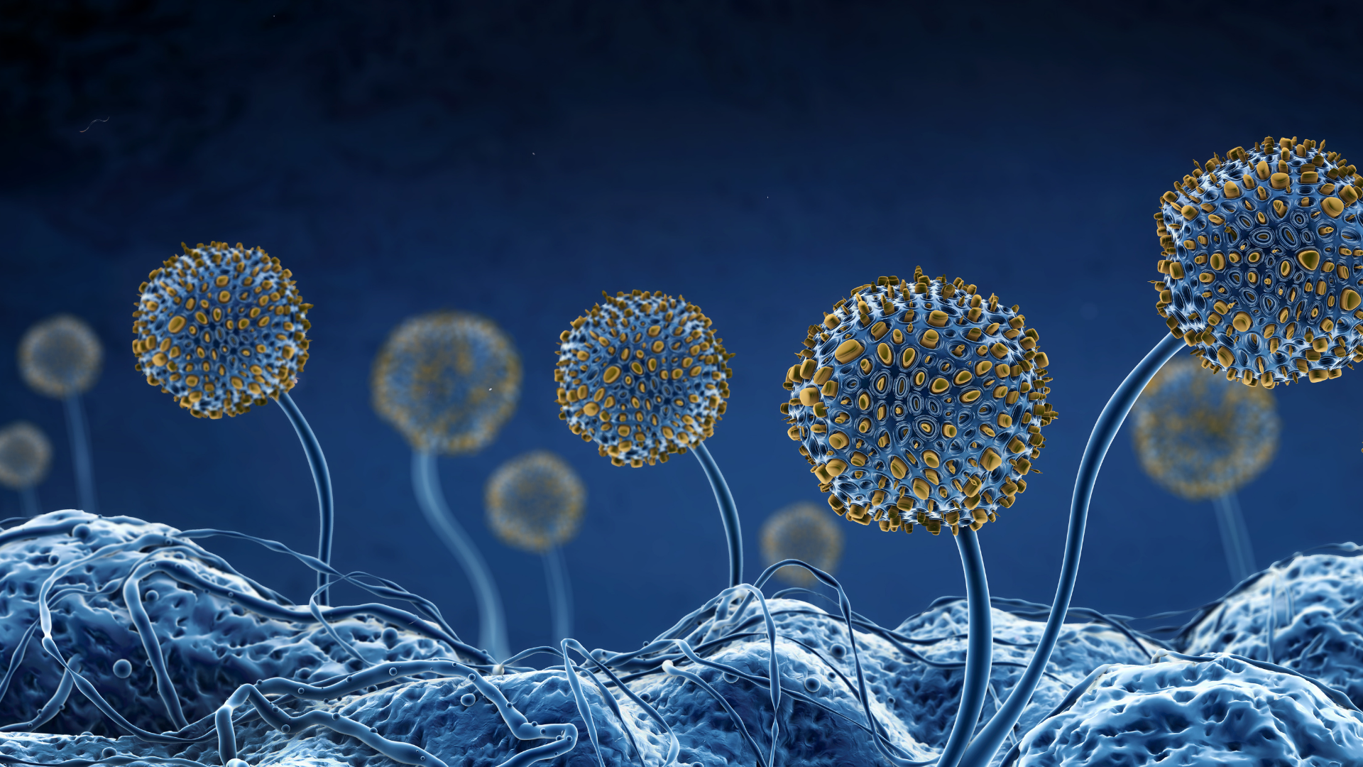 Microscopic view of Aspergillus mold spores on a blue surface.