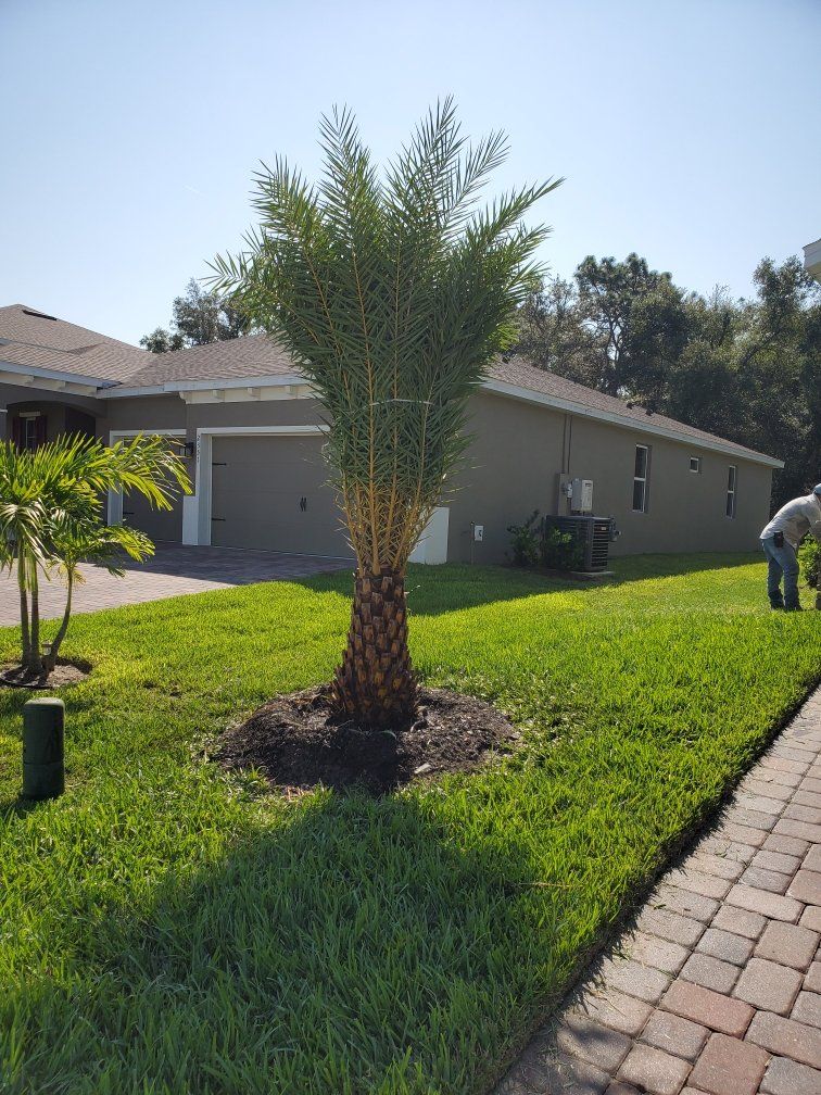 Sylvester Palm Tree Install