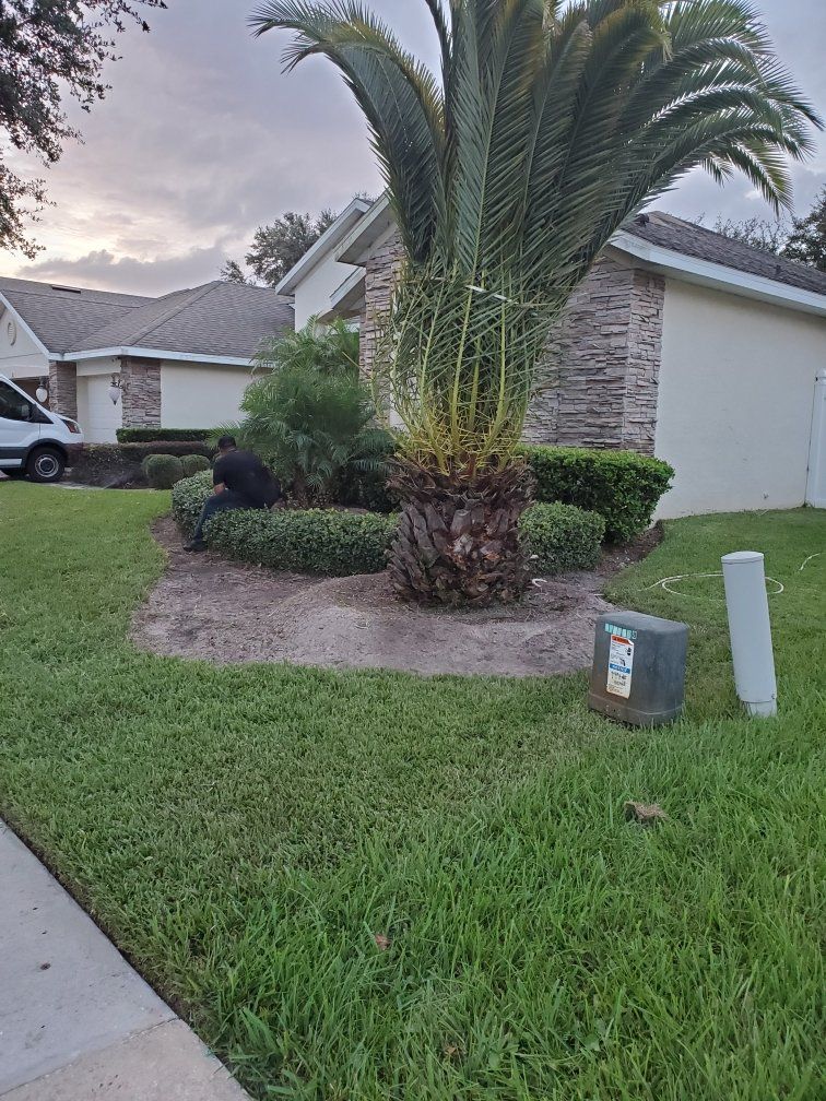 new tree planting service