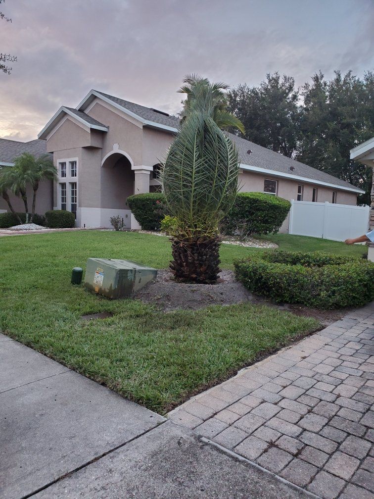 new palm tree installation in front yard