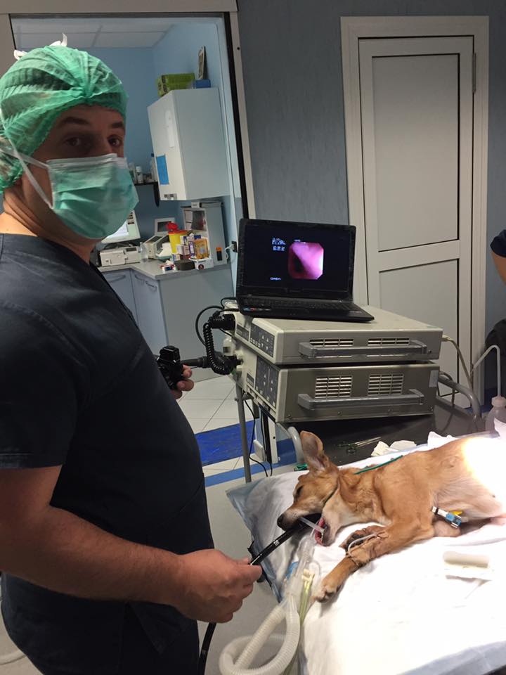 intervento chirurgico veterinario