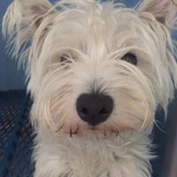 primo piano cane di piccola taglia