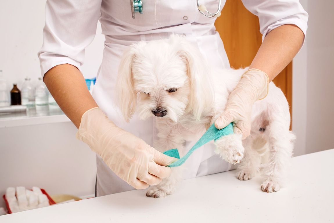 controllo medico cane di piccola taglia