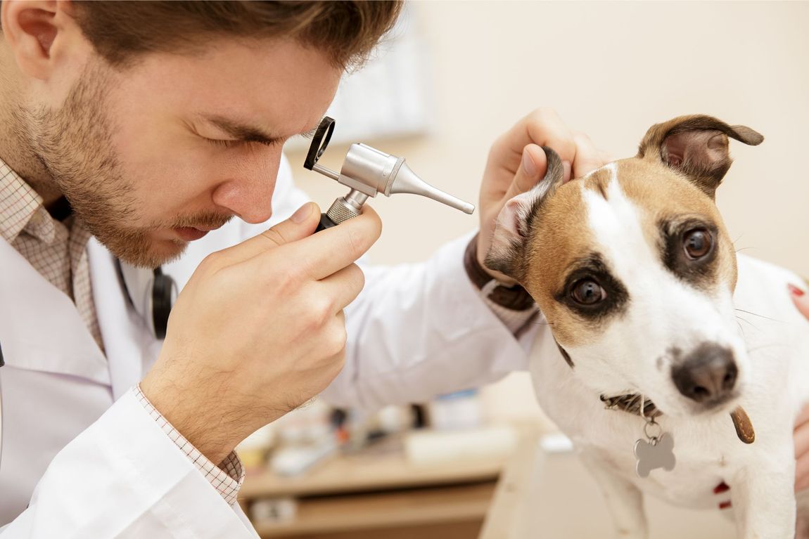 controllo orecchie cane