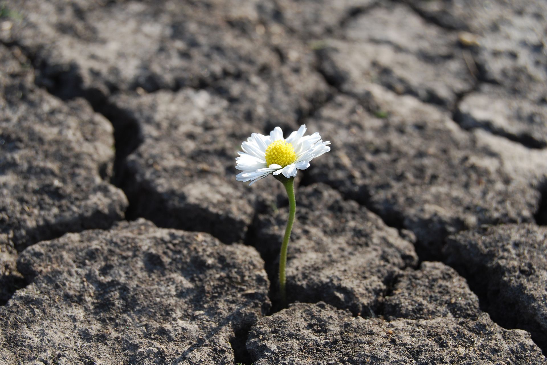 Resilient flower growing through cracked dry ground symbolizing healing and strength after trauma