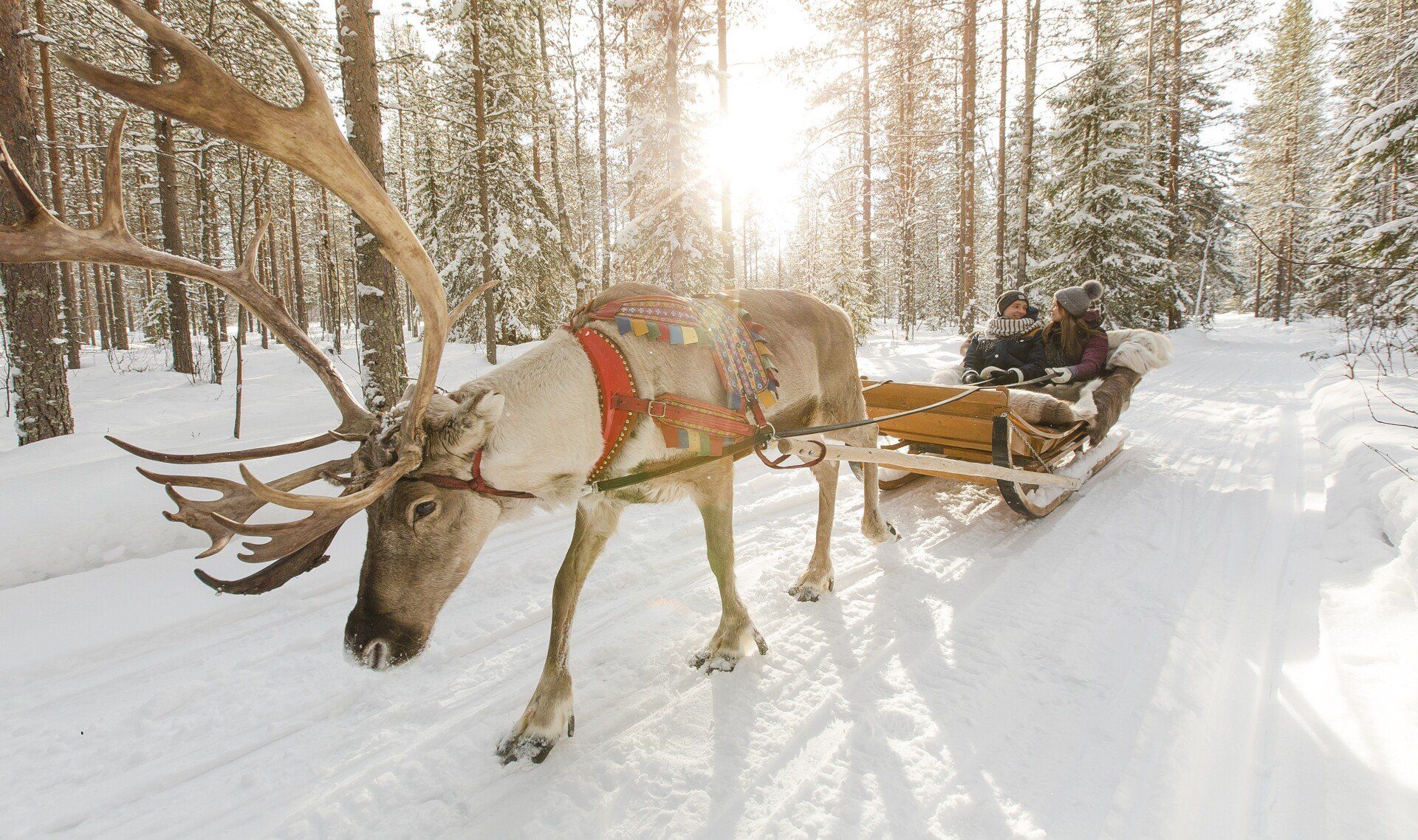 Rovaniemi Safari Center Winter Summer Rovaniemi Lapland Finland Safari Tours Activities