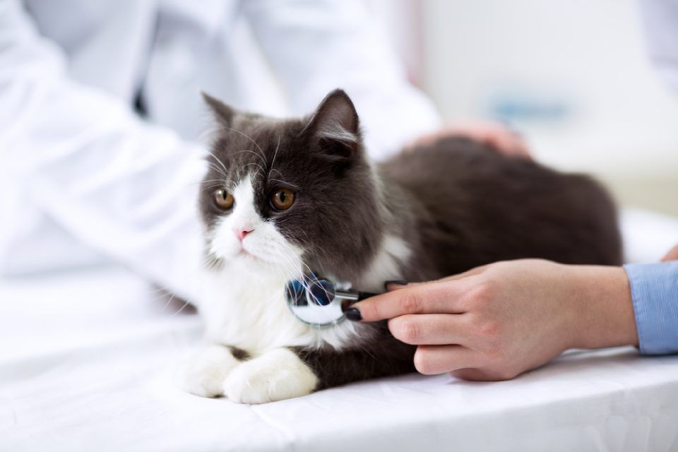 Gatto e stetoscopio