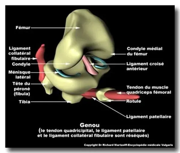 Genou souffrant de Chondropathie