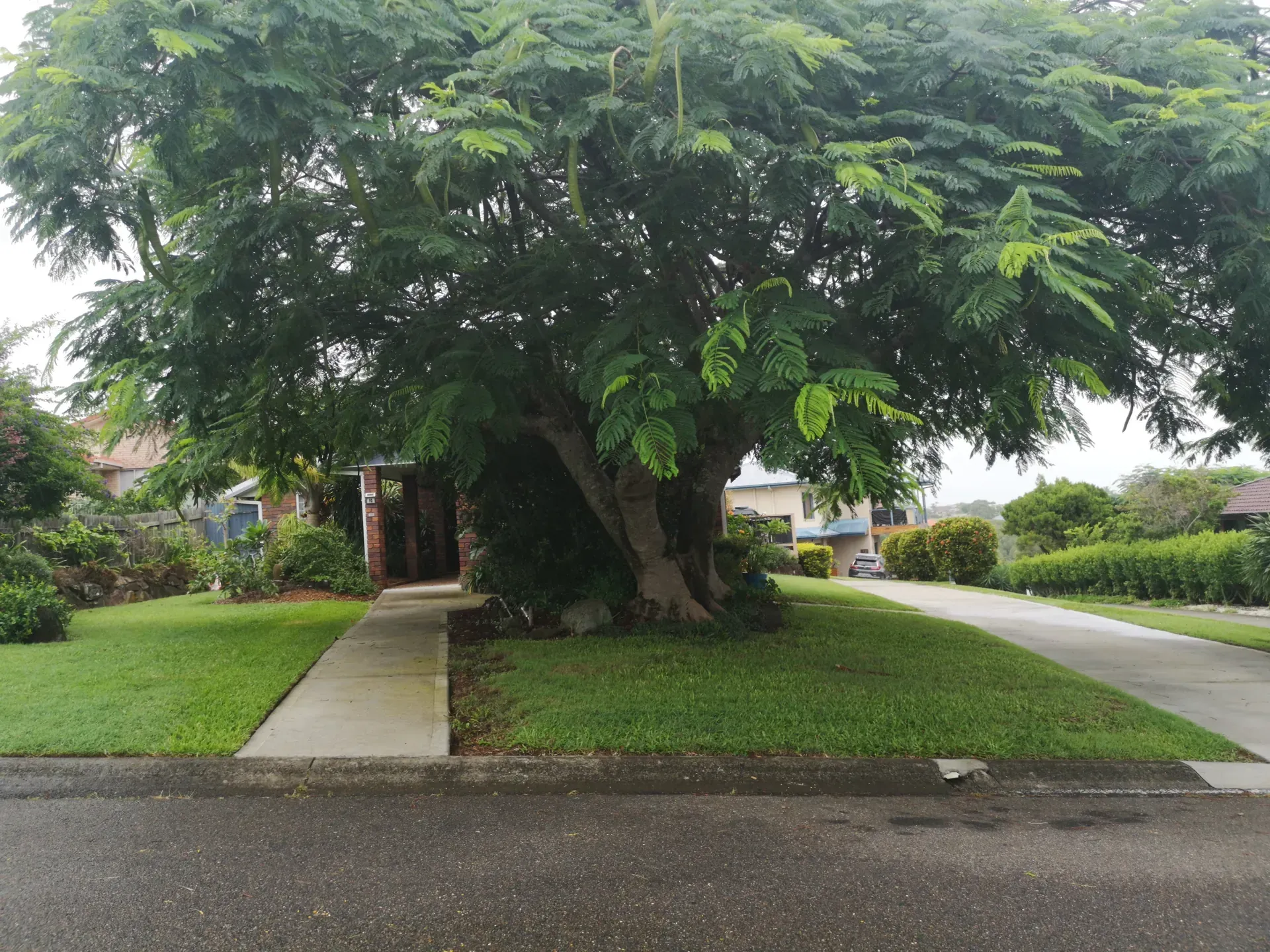Large tree shading a house with a sidewalk and green lawn.