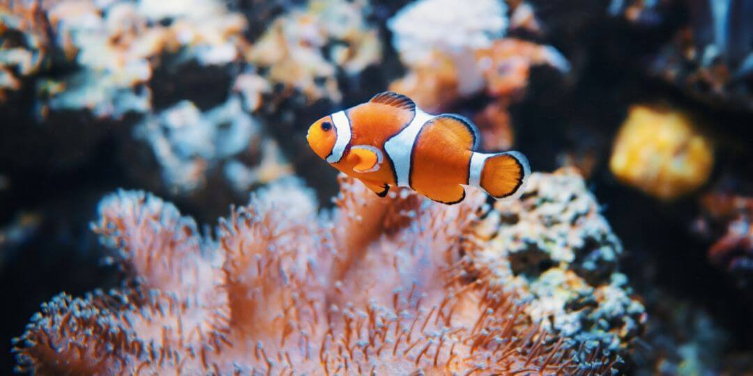 clownfish in front of rocks and reef