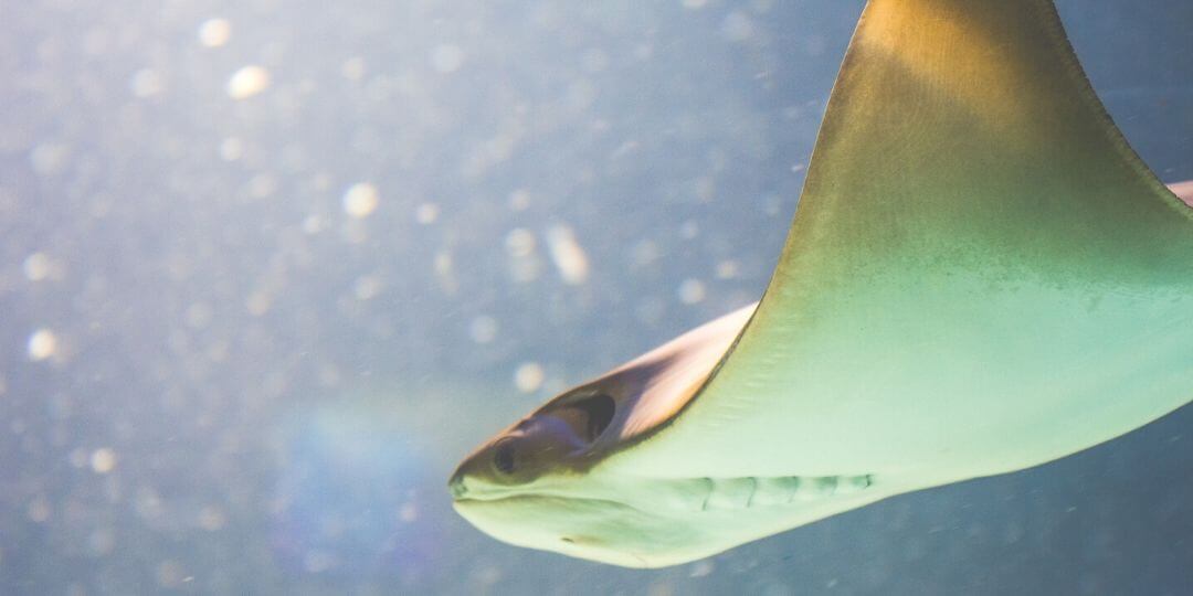 cownose stingray profile swimming