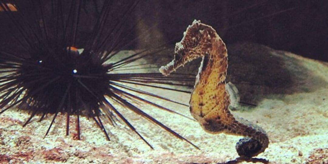 seahorse in front of a sea urchin