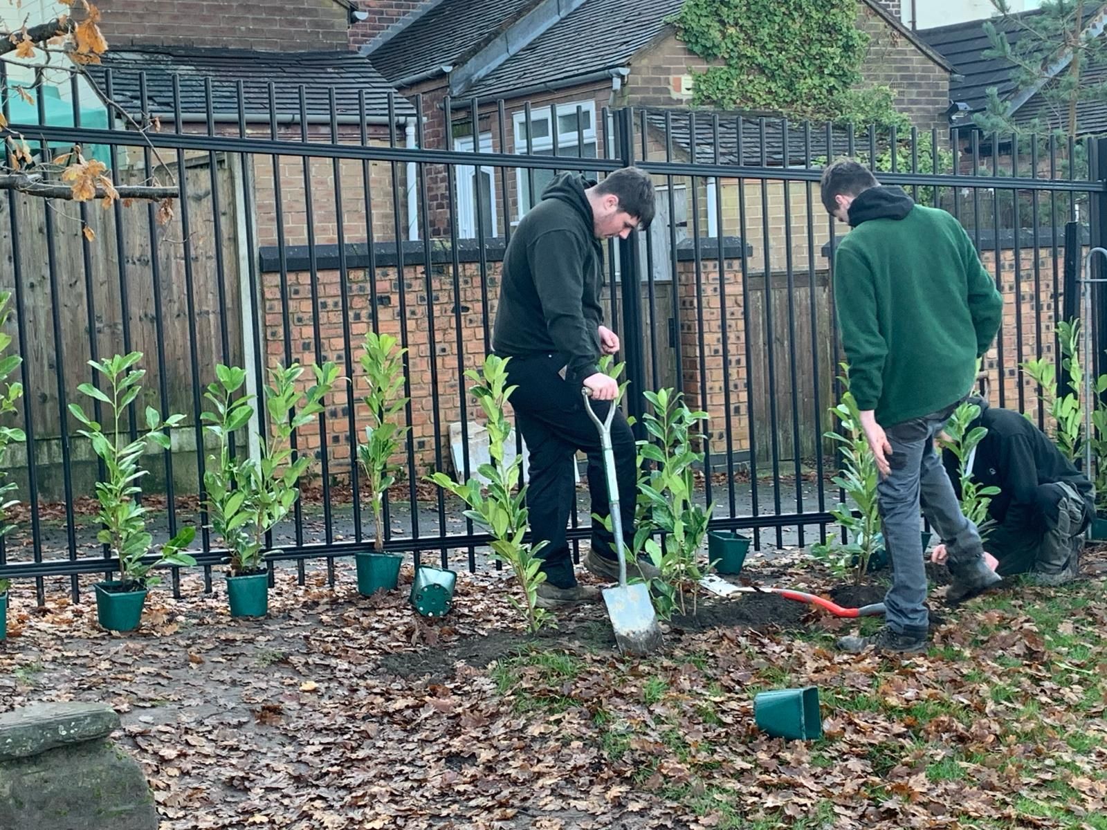 A group of people are planting trees in front of a fence.