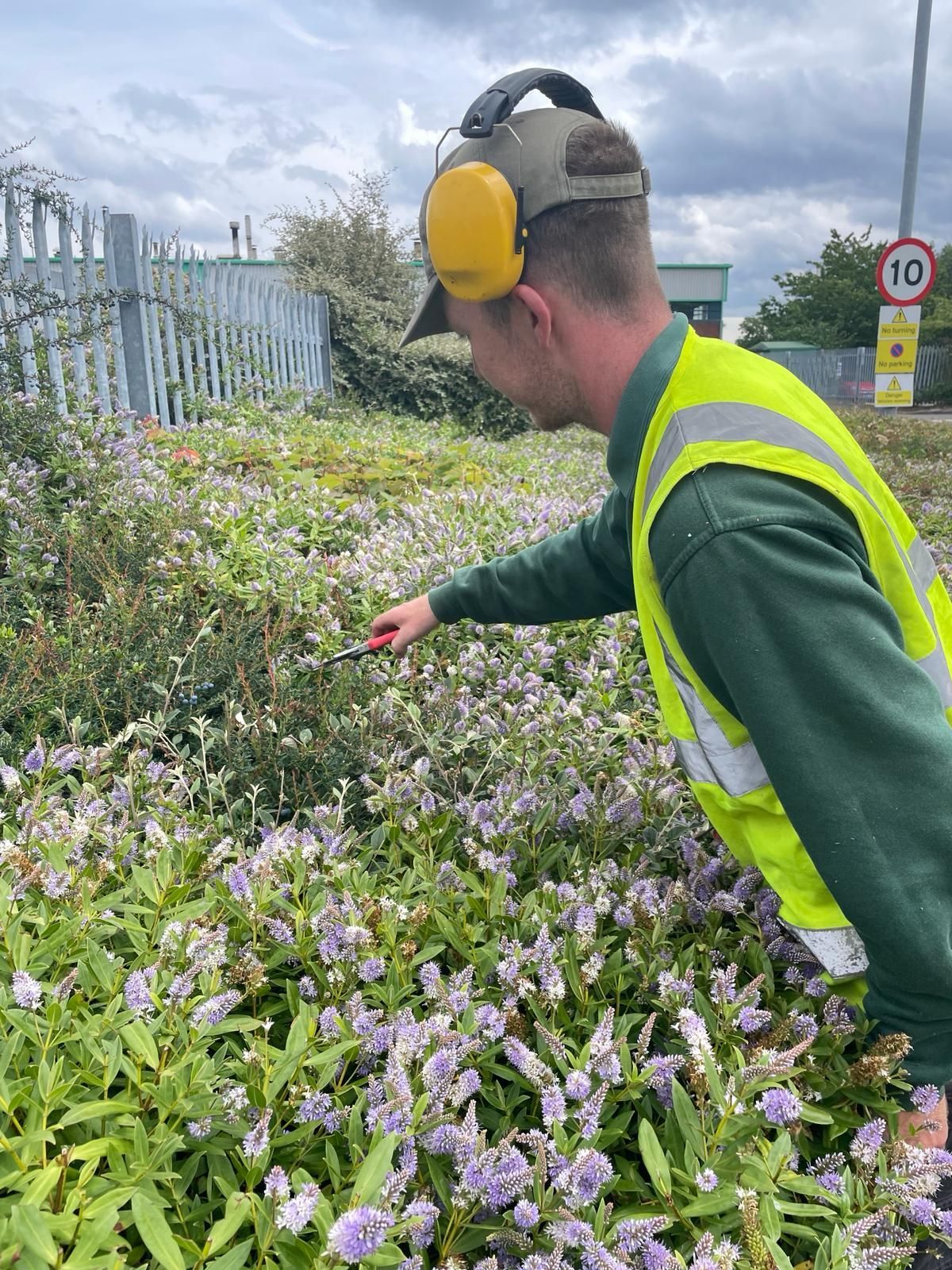 A man wearing ear muffs is standing in a field of flowers.