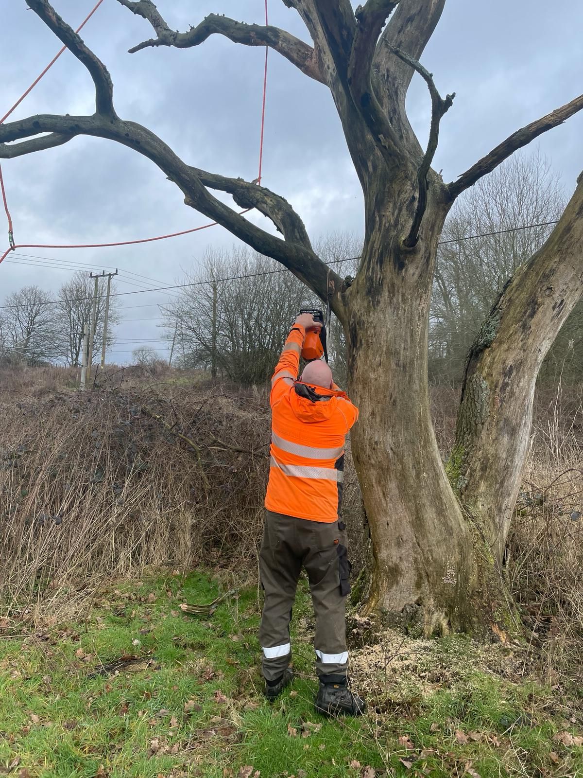 A man is measuring a tree with a tape measure.