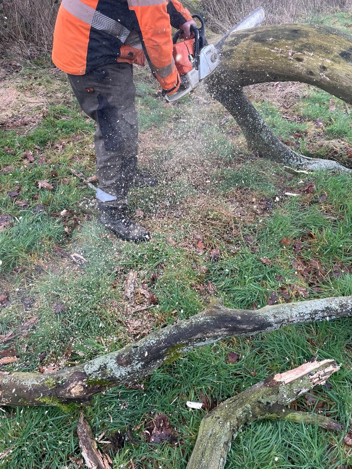 A man is cutting a tree with a chainsaw.