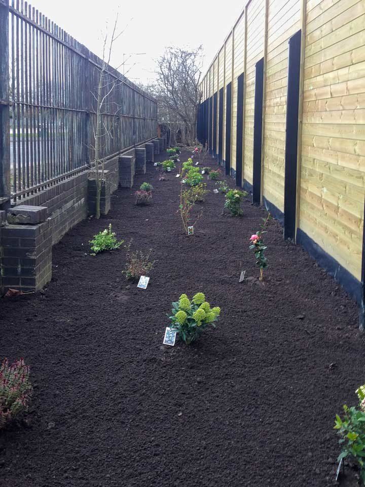 A row of plants are growing in a garden next to a fence.
