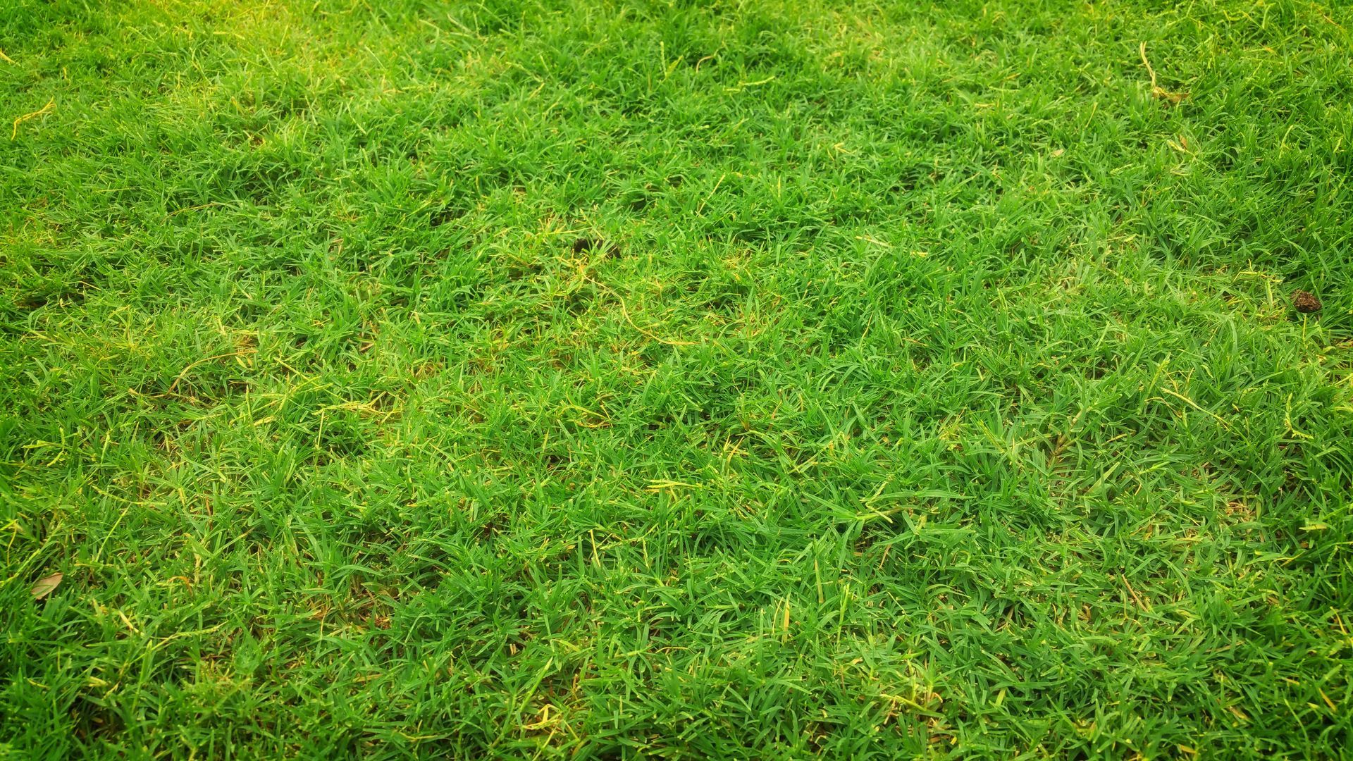 A close up of a lush green field of grass.