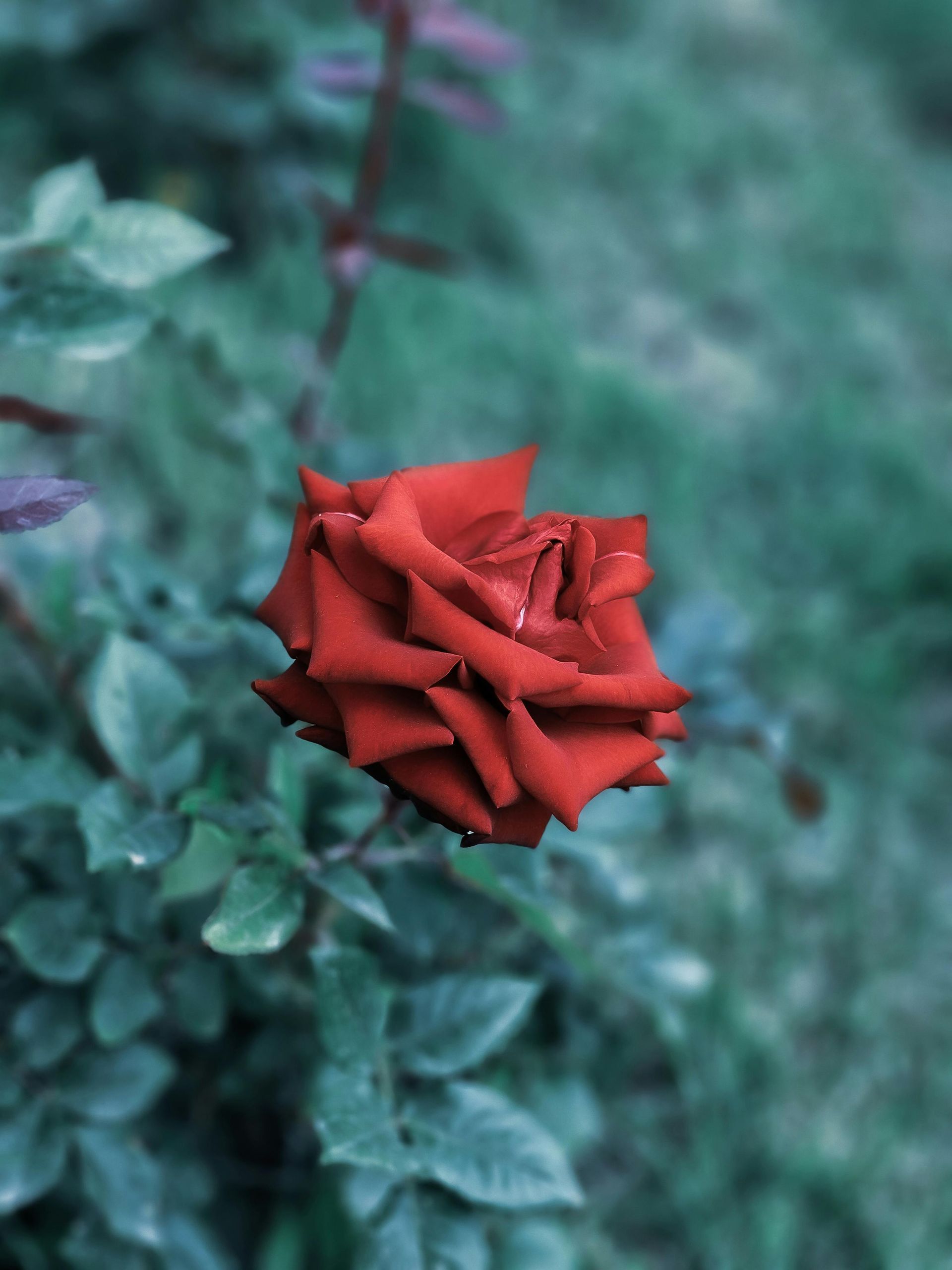 A red rose is surrounded by green leaves in a garden.